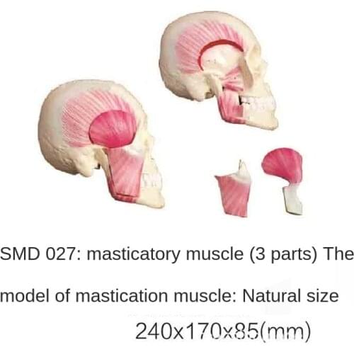SMD027 Chewing Muscle (3 parts)