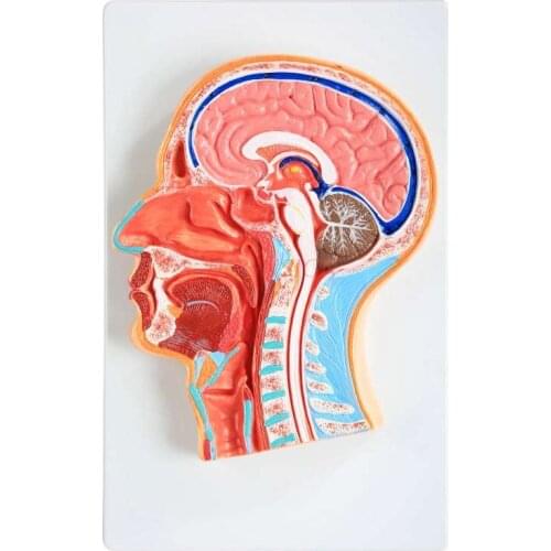 Head mid-sagittal section model Head brain model Head anatomy model Medical teaching tools