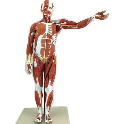 Adult human muscle anatomy visceral anatomy 80cm