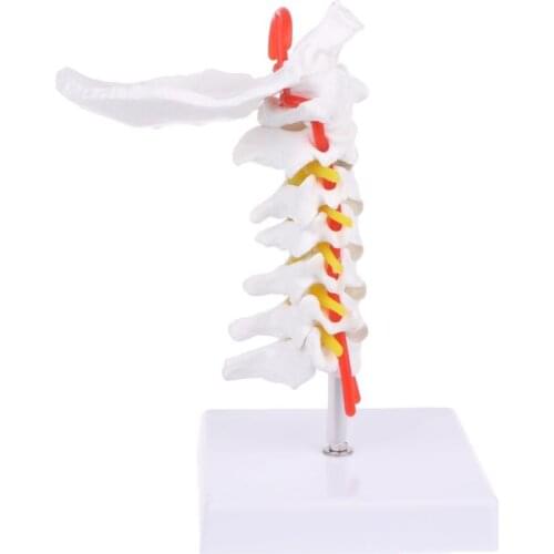 Cervical Vertebra Arteria Spine Spinal Nerves Anatomical Model Life Size humananatomical model for medical