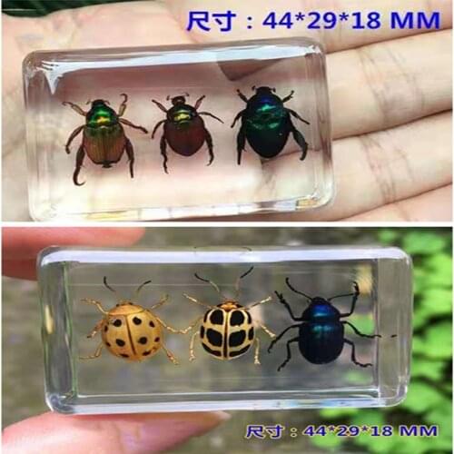 1piece Scarab Insect Specimen Ladybug Beetle In Clear Resin crafts collection medicine textbook biological specimen boy gift