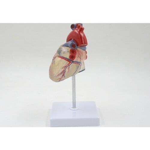 Transparent Human Heart Model Circulation System Anatomical Model Blood Vessel Anatomy 1:1 Detachable Heart Anatomy Educational