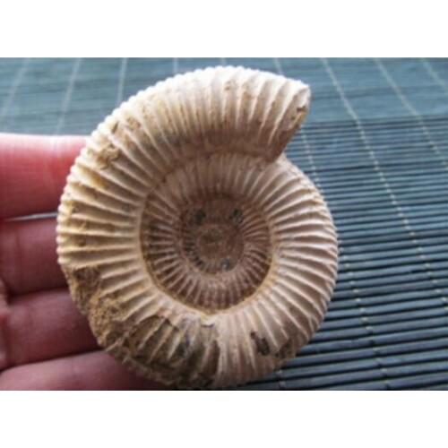 NATURAL BIG DOUVILLEICERAS AMMONITE FOSSIL CONCH \Free Shipping 80-100g