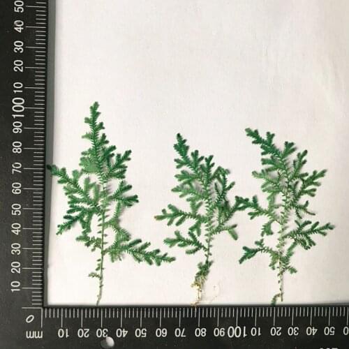 60pcs Pressed Dried Selaginella Uncinat Leaves Plants Herbarium For Jewelry Bookmark Phone Case Postcard Invitation Card DIY