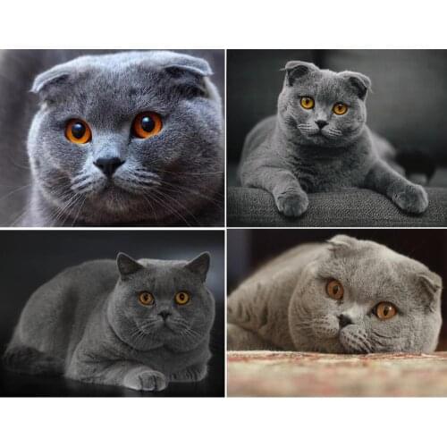 5D Diamond Painting Full Square Cat Rhinestones Pictures Animals Diamond Embroidery Diamond Mosaic Sale Cartoon Beadwork FG1544