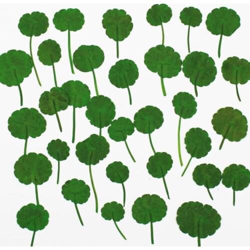120pcs Pressed Dried Centella asiatica L. Flower Plants Herbarium For Jewelry Making Postcard Frame Phone Case Craft DIY