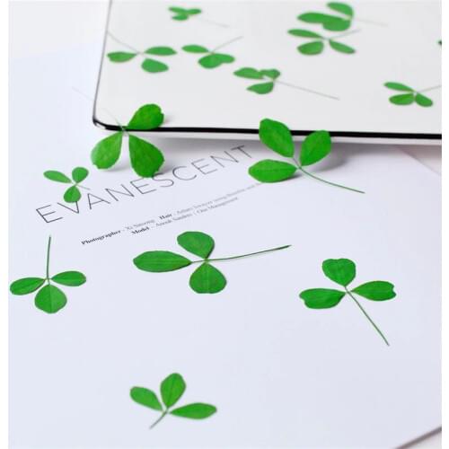 Bitter Grass Leaf Specimen Dried Flower Embossing DIY Epoxy Phone Case Material