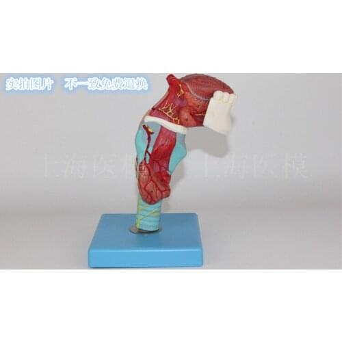 Laryngeal tongue model Laryngeal attachedTongue tooth Throat model Throat anatomical model