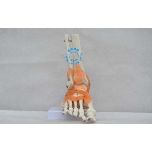 Free shipping&The function of the foot joint model, ankle ligament model, medical education, foot model