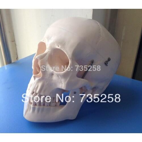 Human Skull Model,Senior 1:1 Skull Model,Head model,Skull Teaching Model