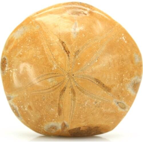 DS Natural Ammonite Sea Urchin Fossils Sand Dollar Star Fish Fossils Speciment Madagascar Quartz Crystal Stone Home Decoration