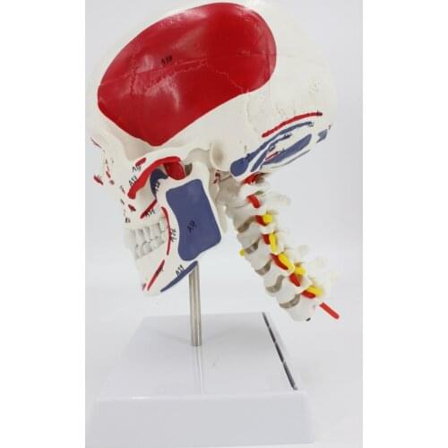 Human Anatomy Skeleton Anatomical Model Skull with Colored Bones Number Mark Cervical Vertebra Beige Sculpture Medical Supplies