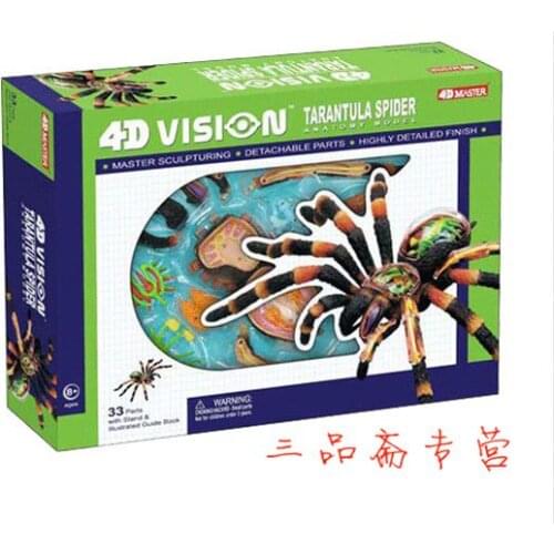 Assembly animal model spider anatomical model 26112 biological anatomy science model