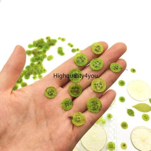 60pcs Dried Pressed Mini Physalis Peruviana L. Slices Plant Herbarium For Jewelry Photo Frame Phone Case Bookmark Making DIY