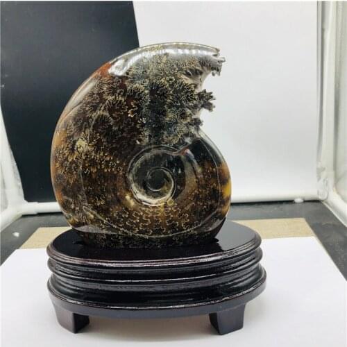 750-800g Natural Ammonite Fossil Specimen Jade Ocean Conch Madagascar Ocean Conch Fossil Home Decoration And Free Wood Stand