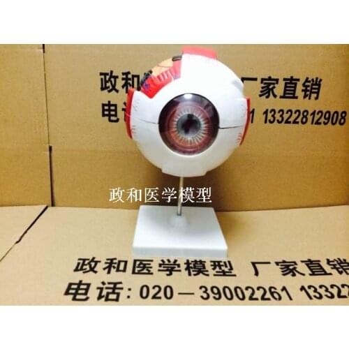 Professional Human Eye Anatomy Model ENT Ophthalmology Eyeball internal structure Cornea iris lens vitreous