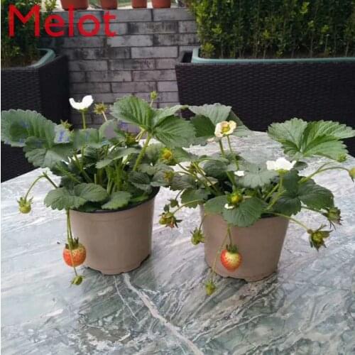 Household 14cm Plastic Thickened Two-Color Color Flower Pot Tray Convenient Gardening Planting Greening Flower Pot