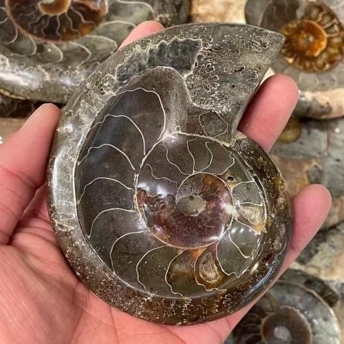 1pcs AAA Natural snail fossils ashtray are a good choice for your family