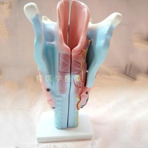 2x magnification throat model Laryngeal anatomical specimen Laryngeal blood vessel Thyroid larynx throat teaching model