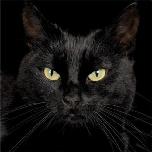 New Arrivals Diamant 5D Full Square/Round Drill DIY Diamond Painting "Black cat" 3D Embroidery Cross Stitch Decor Gift