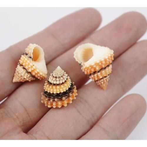 2pcs rare Natural Conch Shells Mini Conch Wall Decoration DIY Aquarium Landscape Seashells Crafts
