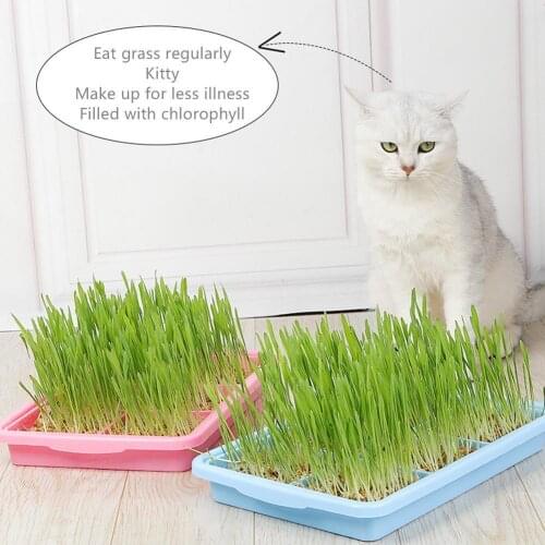 1pcs Planting Dishes Plate Double Layer Sprouts Seedling Tray Pea Sprouter Seedling Cat Grass Nursery Growing Germination Tool