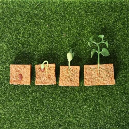 Montessori Toys Green Bean Plant Growth Cycle Model Plant Life Cycle Educational Evolution Toy for Kids Children