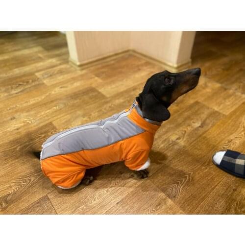 Xbpetorld Clothes And Footwear For Dogs
