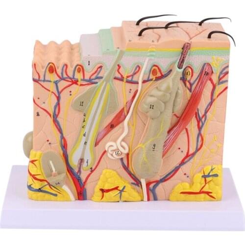 70 Times Skin Model Human Skin Structure Model Hierarchical Structure Skin Magnification Anatomy Teaching Model