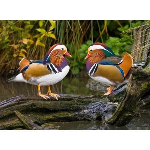 100% Full DIY 5D Diamond Painting -mandarin duck- Cross Stitch Embroidery Patterns rhinestones Diamond Mosaic bk