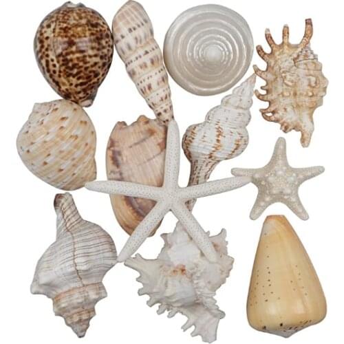 12 PCS Large Seashells Mixed Natural Colorful Seashells Starfish Up to 6.5 in Perfect for Beach Theme Party Home Decor DIY Craf