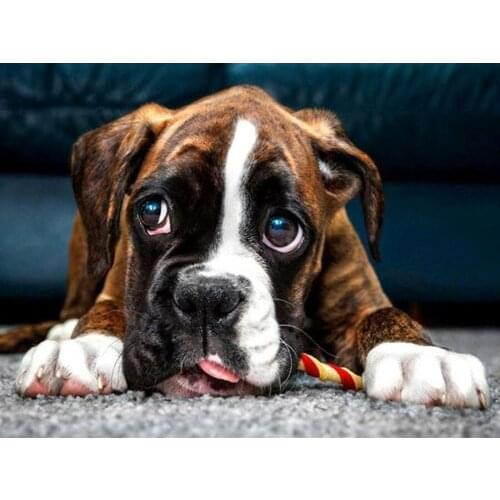 5d Diy Diamond Painting Boxer Dog Full Drill Square Round Diamond Embroidery Mosaic Kits Pictures Rhinestones Wall Sticker CV106