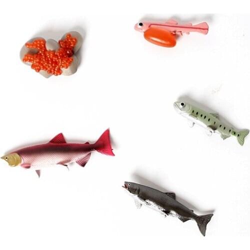 Realistic Life Cycle of a Salmon 5 Separate Pieces Growth Cycle Model Figurines Decor Collector Educational Toys