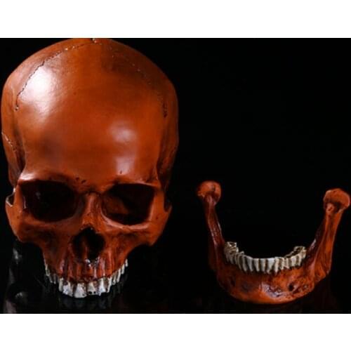 1: 1 human skull model life size resin skull model art class model Halloween human skeleton model