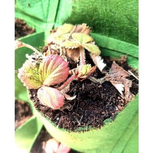 Горшки кашпо MMA CASTLE China At AliExpress