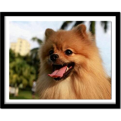 5d full diamond embroidery Pomeranian dog square diamond Painting diamond Needlework diamond picture home decor