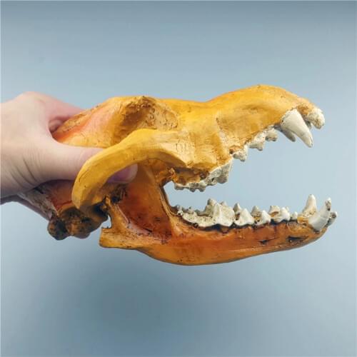 MRZOOT Brown High Simulation Wolf Head Skull Personalized Decoration Home Ornament Medical Teaching