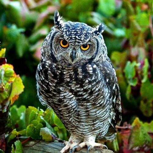 5D DIY Diamond Painting Full Square/Round Drill "Animal Owl" 3D Rhinestone Embroidery Cross Stitch Gift Home Decor Gift