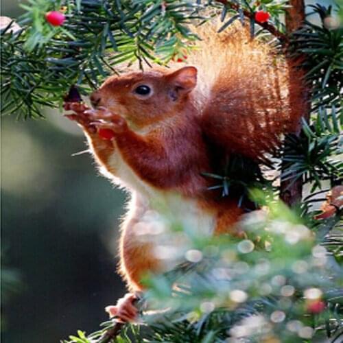 DIY Diamond Painting Cross Stitch Kits Handmade Crafts Needlework 30x40cm Squirrel Eating Berries Embroidery Square/round