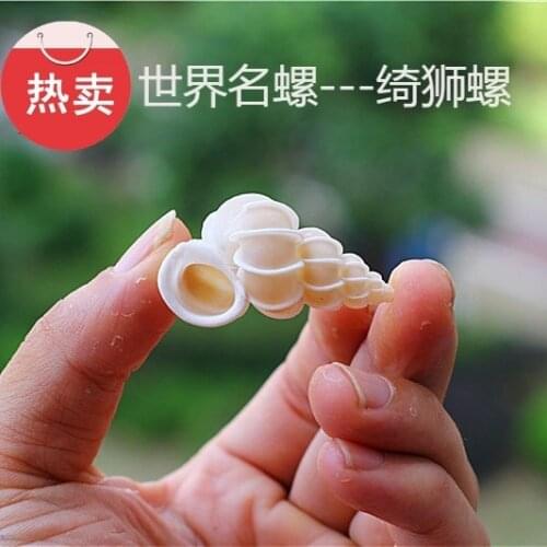 Best Selling Natural Conch Shell Shishi Snail Epitonium Scalare Specimen Snail Collection Gift World Famous Snail Shooting Props