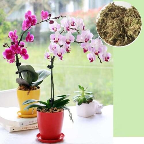 Water Moss Dry Moss Phalaenopsis Orchids Soilless Cultivation Substrate Soil 12L Compressed Pack