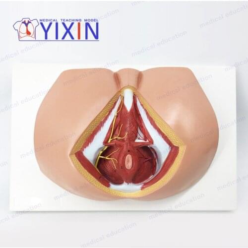 YiXin/Male Perineum Model Reproductive System Anatomy Model Teaching Medical Science Educational Supplies