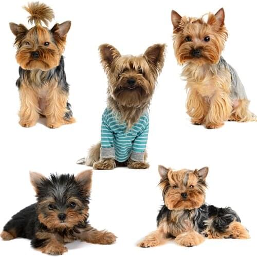 Three Ratels QD102 HD pixel cute Yorkshire terrier Waterproof dog sticker Vinyl auto Wrap for car hood laptop home decora decals