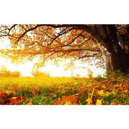 High Quality Lifelike Golden Nature 3D Printing Curtains Beautiful Wilderness Bedroom Living Room Curtains CL-045