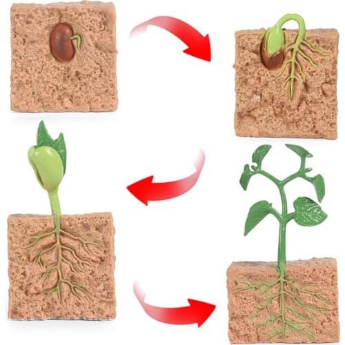 Kids Plant Seeds Growth Life Cycle Playset Cognitive Toys Teaching Aids