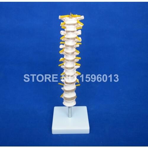 12 Thoracic Vertebra Model,Thoracic Spinal Column with Spinal Cord, Nerves and Intervertebral Discs model