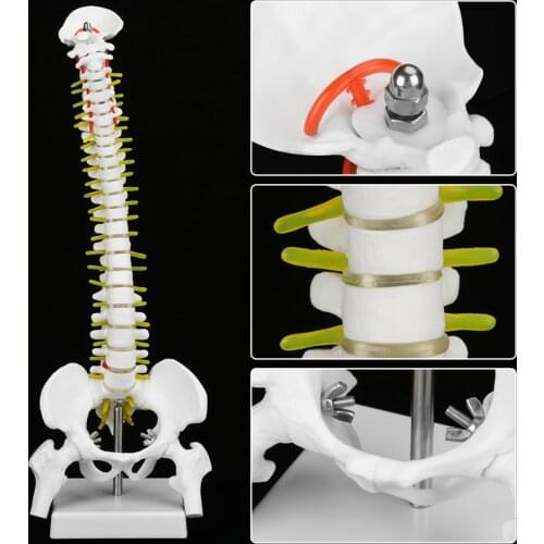 45cm Human Spine Model Removable Anatomical Spinal Column Medical Model for Skeleton Anatomy Study Teaching
