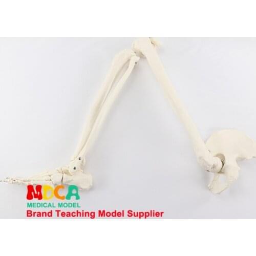 Foot and foot joint model with tibia fibula and femur pelvis human skeleton model medical teaching MJG006