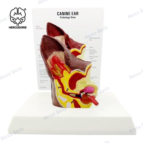 Canine Ear Model | Animal Body Anatomy Replica of Dog Ear w/Common Pathologies for Veterinary Office Educational Tool