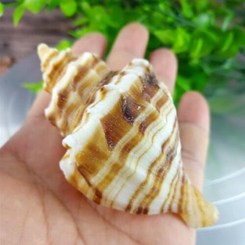 3pcs Natural shell home crab replacement shell fish tank landscaping aquarium decorative